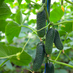 Огурец Туми F1 (50шт) Витагрин Профи