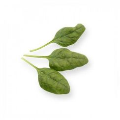 ПУМА F1 семена шпината (Rijk Zwaan | Alexagro)