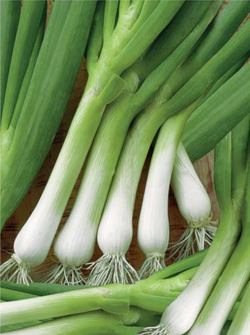 Лук на зелень Эверест 0,5г Мировые Семена VITA GREEN