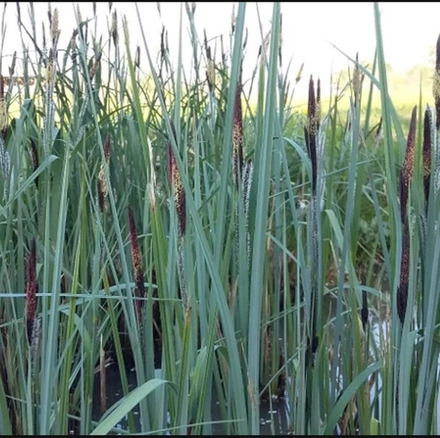 Осока заостенная. Carex acutiformis.
