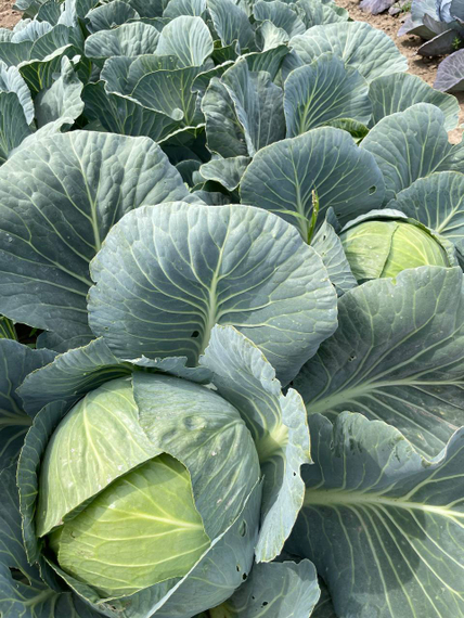 Корсума F1 семена капусты белокочанной Rijk Zwaan-Райк Цваан Белокочанная – фото 4