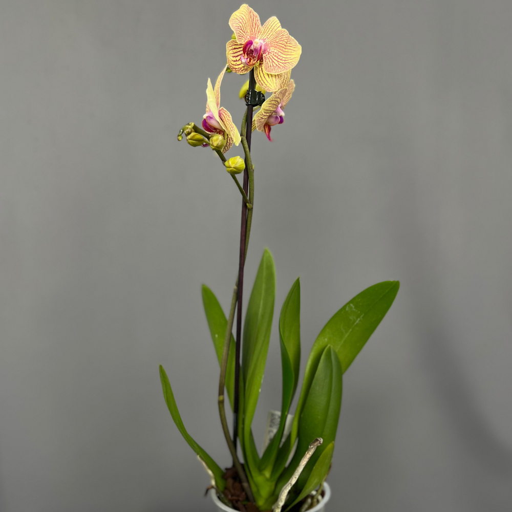 Орхидея Фаленопсис