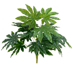 Фатсия куст 45 СМ