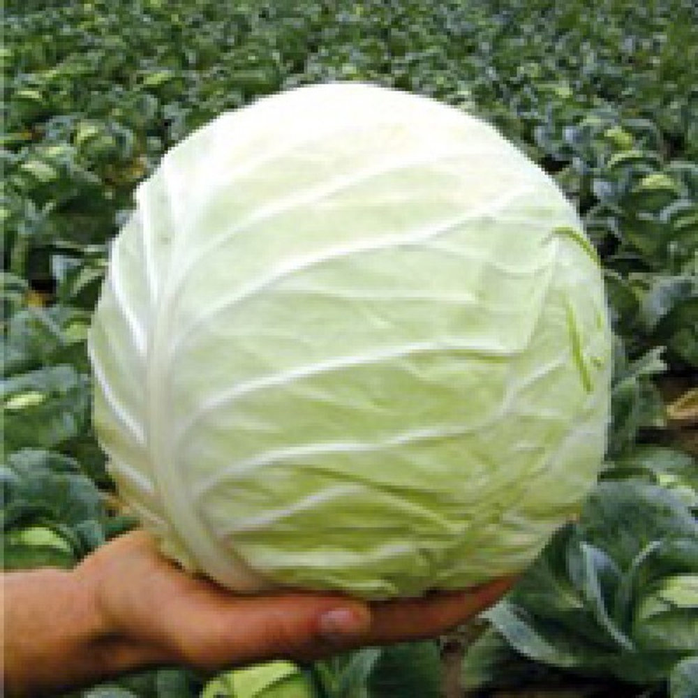 Тобия F1 семена капусты белокочанной (Seminis / Семинис)