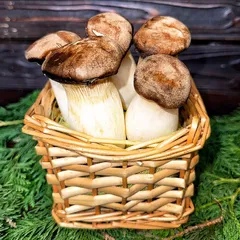 Грибы Эринги «Королевская вешенка»/250 гр