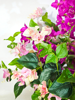 Бугенвиллия цветущая в кашпо Лофт Квадро