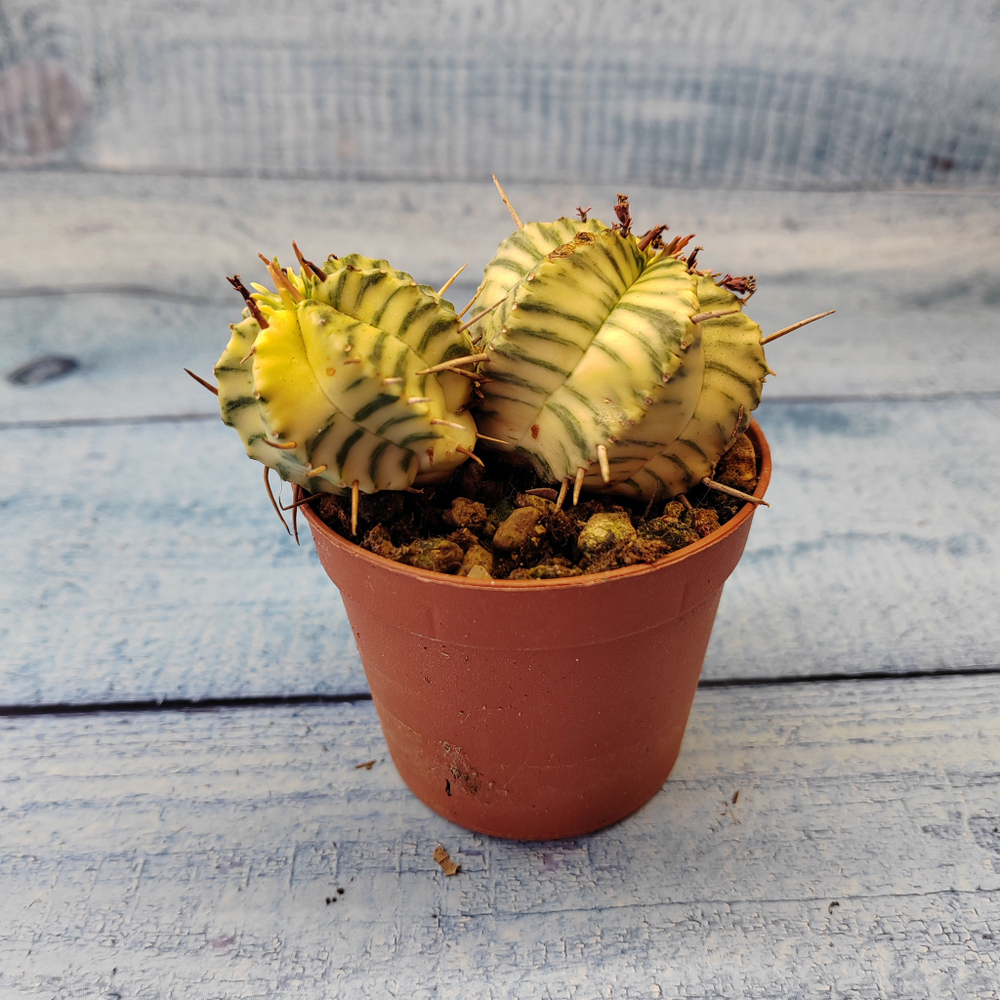 Euphorbia meloformis f. Variegated (Эуфорбия вариегатная)
