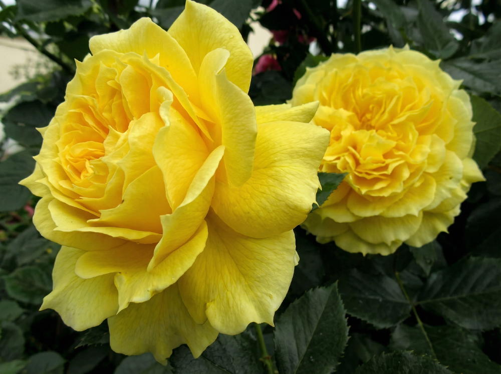 Роза «Чайна Гёрл» (China Girl) флорибунда