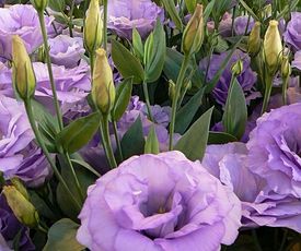 Выращивание эустомы из семян