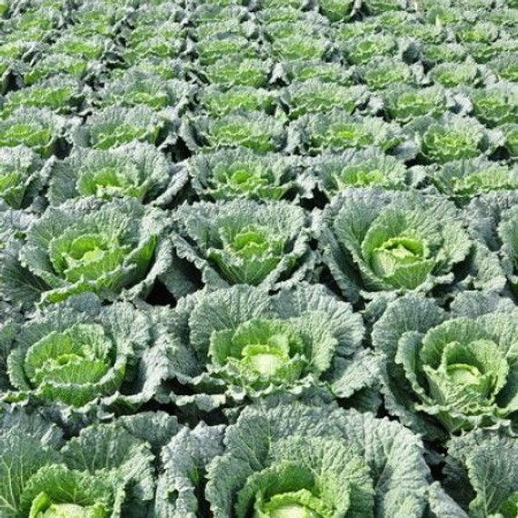 Мадлен F1 семена капусты савойской (Rijk Zwaan / Райк Цваан) в поле – фото 6