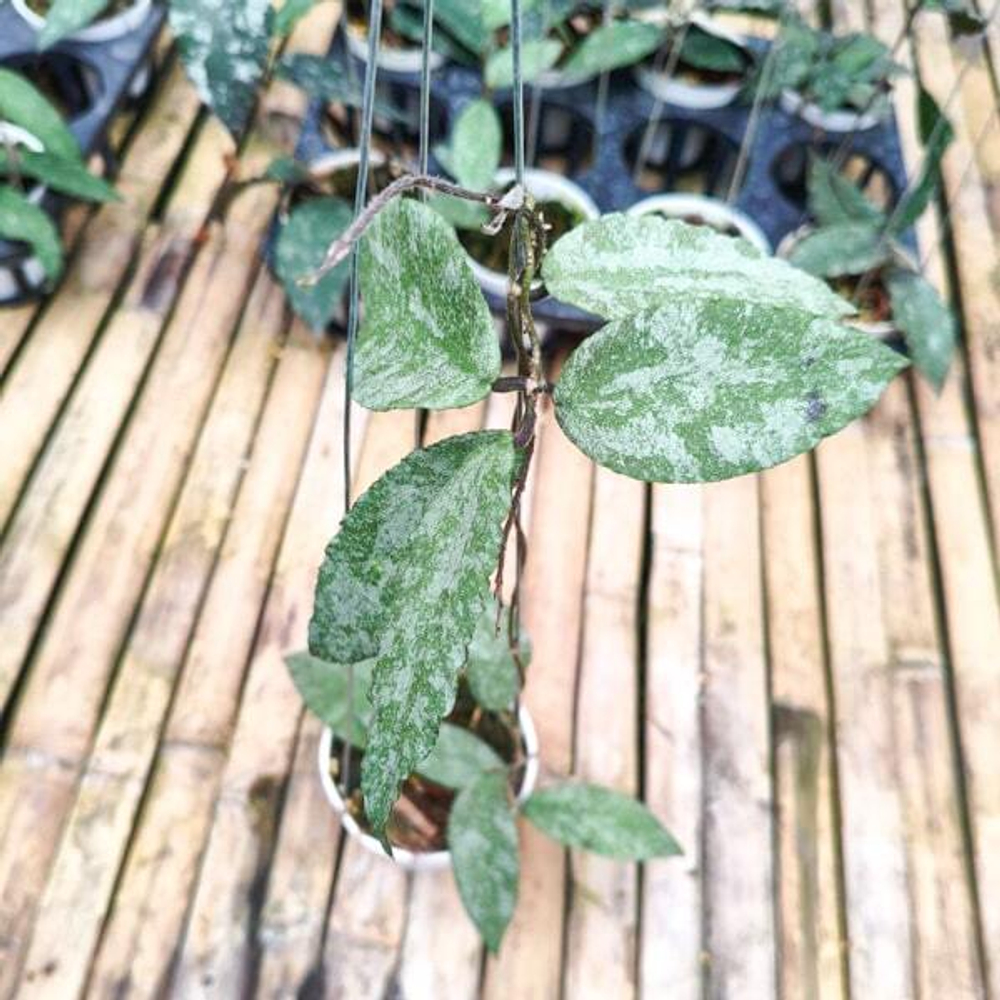 Хойя CAUDATA SPARKLING SNOW