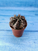 Gymnocalycium Friedrichii (Гимнокалициум)