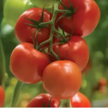 Томат КЛИМОНО кассета 4шт.