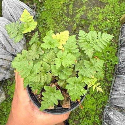 Даваллия D.SP PHILIPPINES