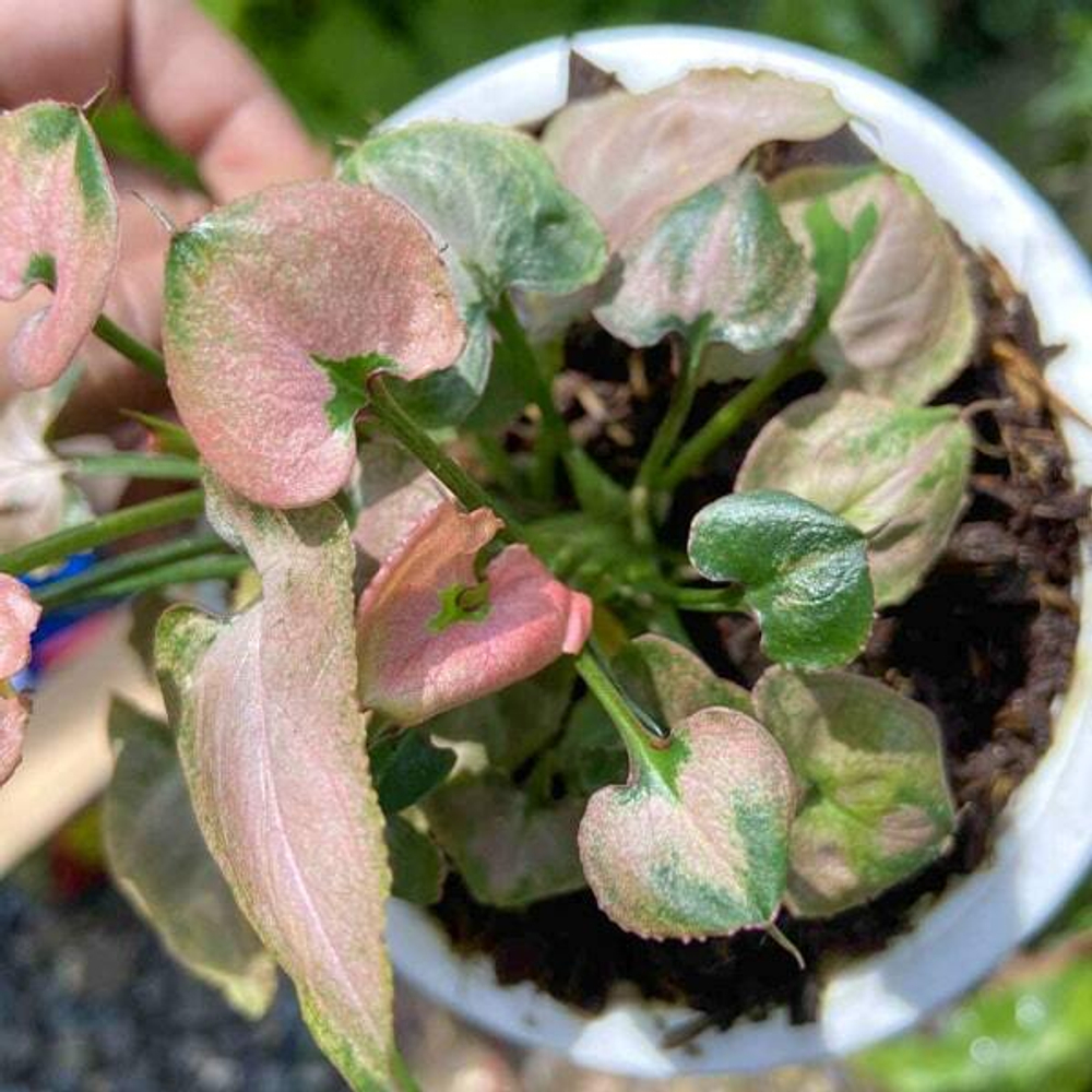 Сингониум AOM STINGRAY