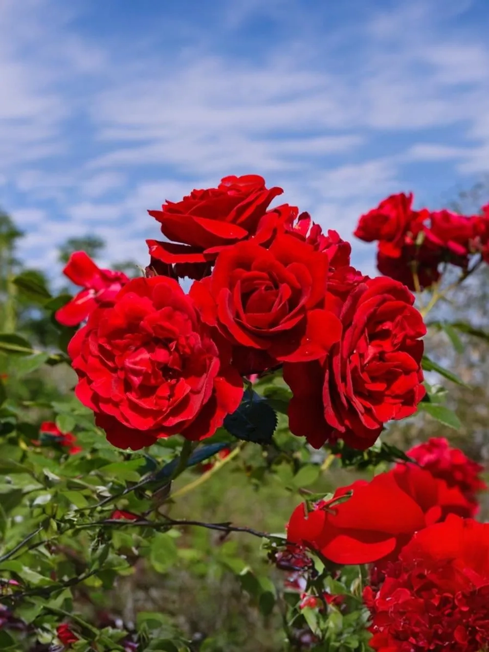 Роза флорибунда Нина Вейбул