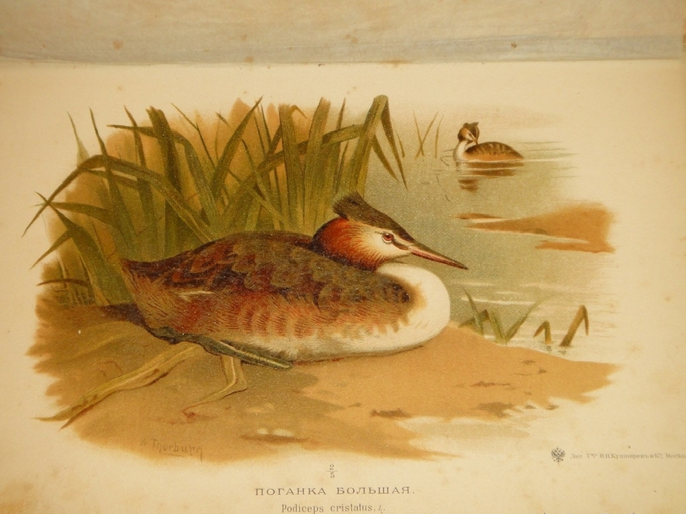 "Охотничьи и промысловые птицы Европейской России и Кавказа. В 2-х томах и Атласом". М.А.Мензбир. 1902г.