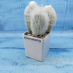 Espostoa Melanostele (Эспостоа)