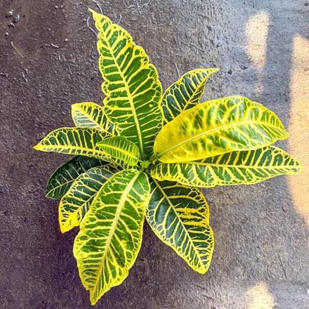 Кротон THONG AEK