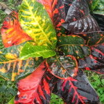 Кротон ORANGE BLAST