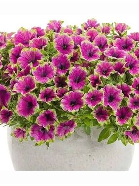 32509 Петуния PIZZAZ Purple (Весна 2026)