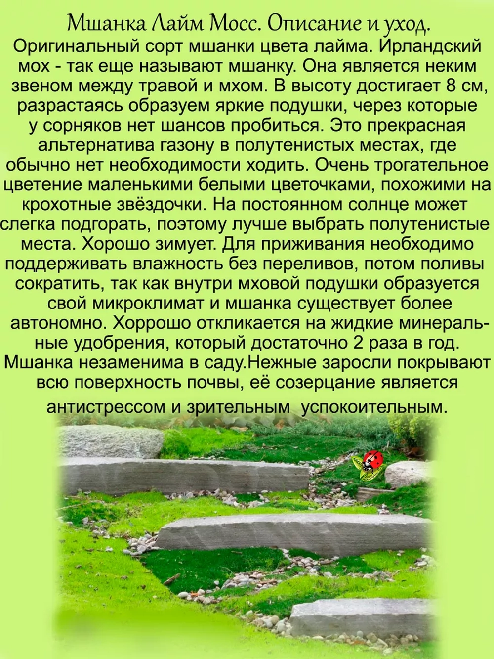 Мшанка Лайм Мосс шиловидная ирландский мох
