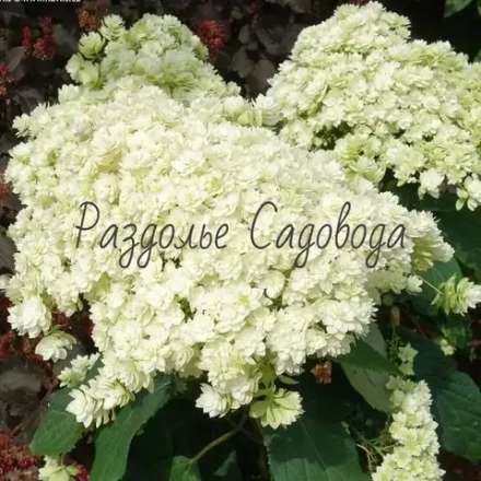 Гортензия древовидная Дабл Аннабель