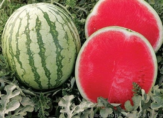 Бостон F1 семена арбуза (Nunhems / Нюнемс) культура – фото 3