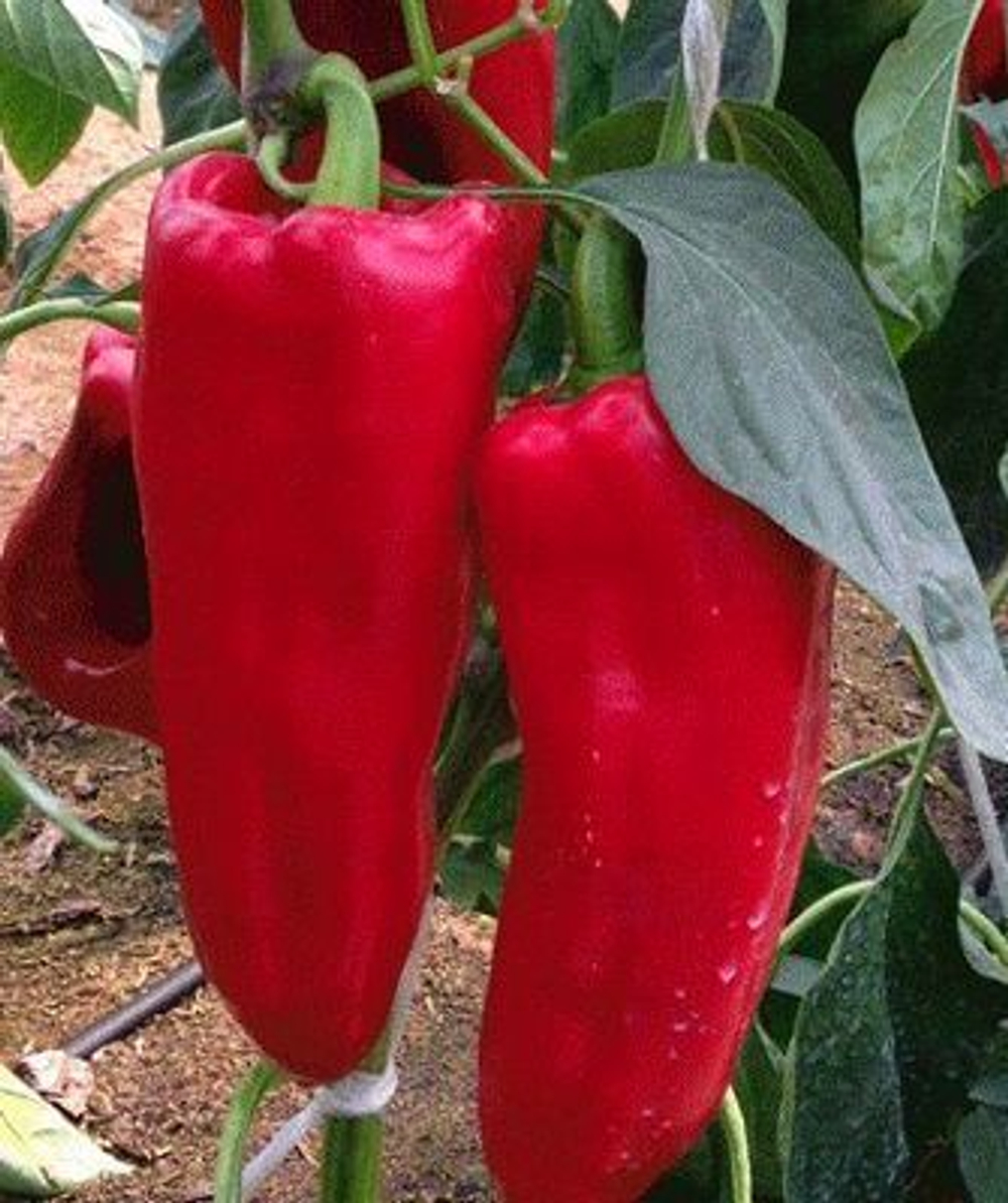 Каптур F1 семена перца сладкого (Seminis / Семинис)