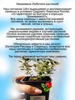 Душица Вариегата пестролистная орегано многолетняя