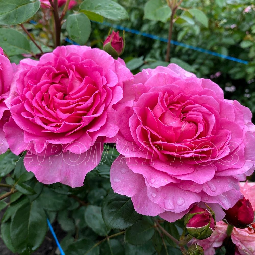 Тсукиёми (Tsukiyomi)