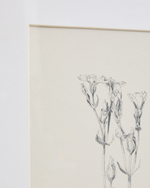 Картина Lirena с ботанической иллюстрацией 50 x 70 см