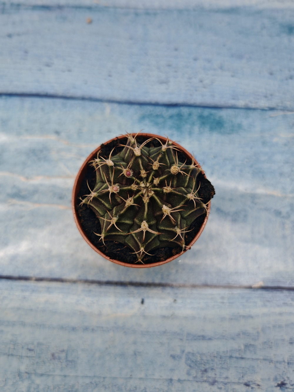 Gymnocalycium Friedrichii (Гимнокалициум)