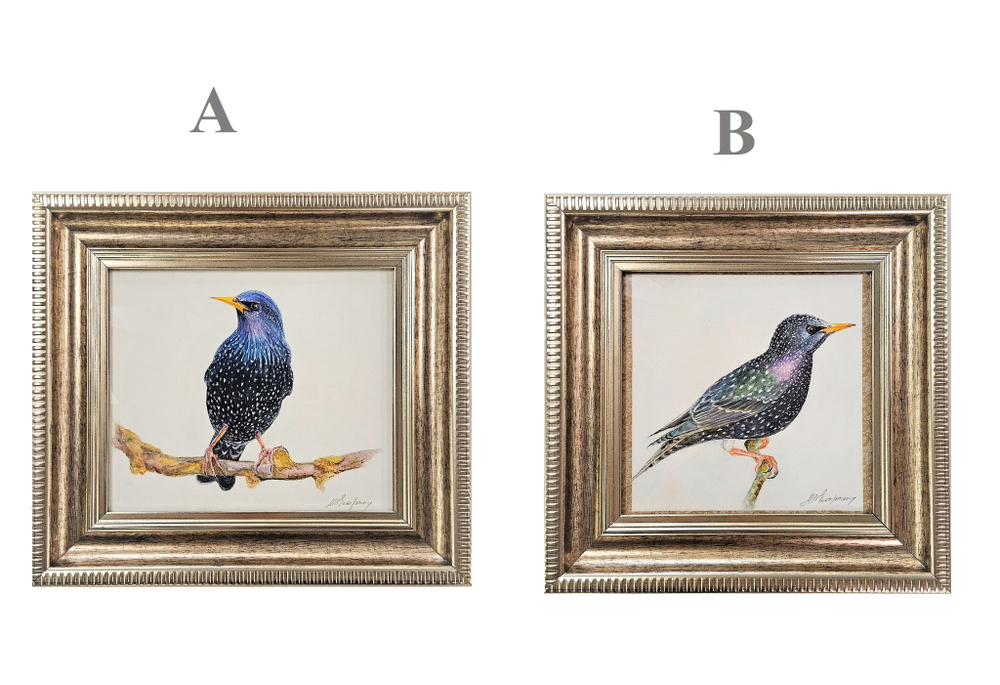 Картина авторская акварель "Скворец"