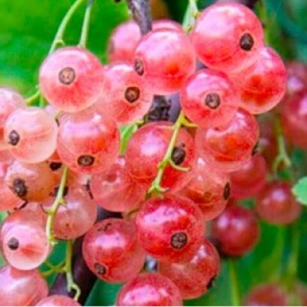 Смородина розовая Роза Чаир