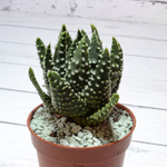 Haworthia Margaritifera Pumila (Хавортия)
