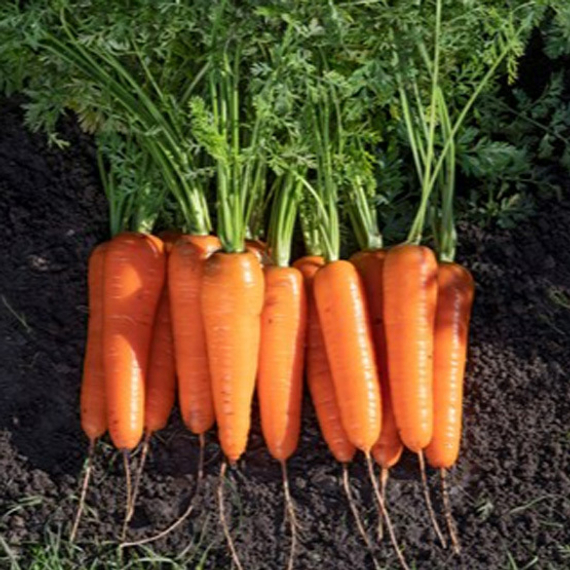 Коралина F1 семена моркови курода/шантане (Takii / Таки) продукт – фото 3