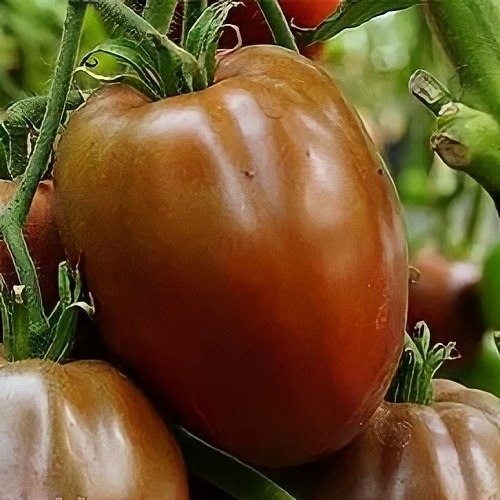 Черное сердце Америки