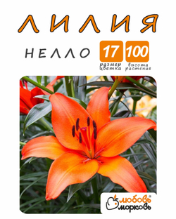 Лилия Луковица, Нелло, разбор 18/20, 1шт