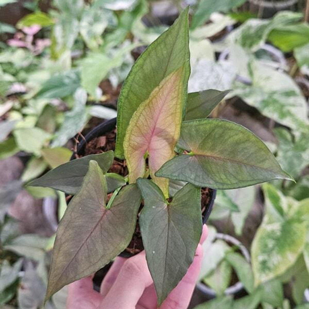 Сингониум JULIA RED