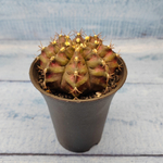 Gymnocalycium T-Rex Pink hybride (Гимнокалициум T-rex)