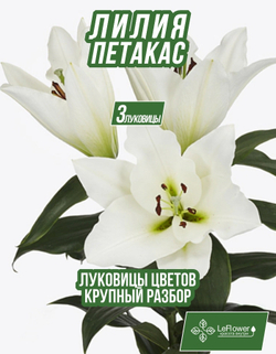 Луковичные цветы лилия, Петакас, 3 шт