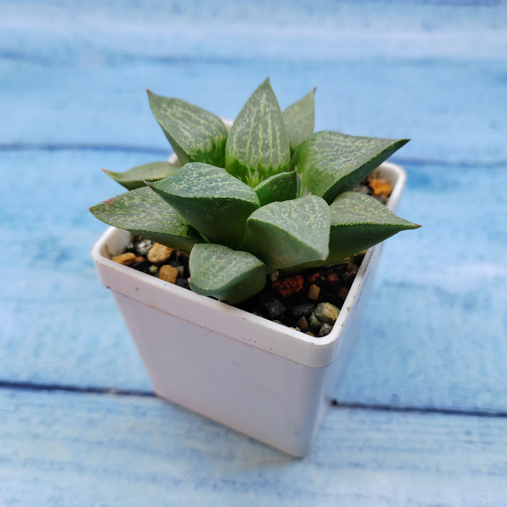 Haworthia Comptoniana Hybride hybrid (Хавортия)