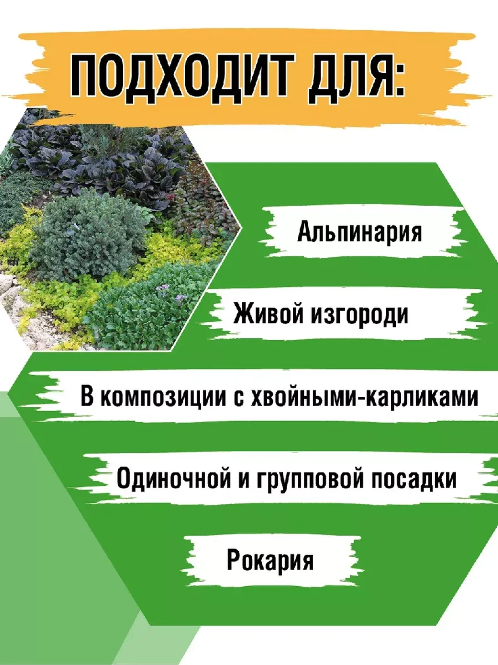 Саженец Ель канадская Эхиниформис