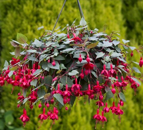 Фуксия Маринка