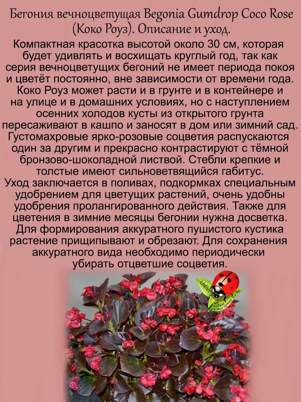 Бегония вечноцветущая Коко Роуз