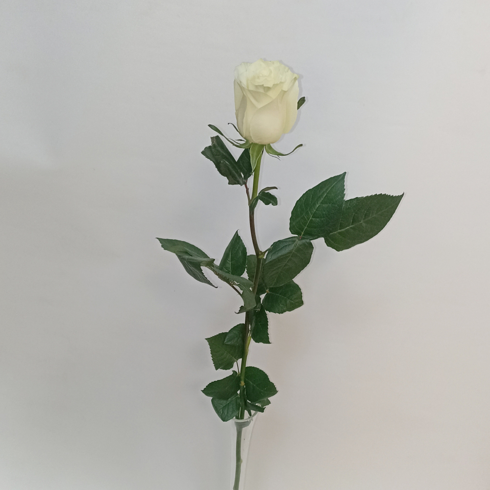 Роза Белая