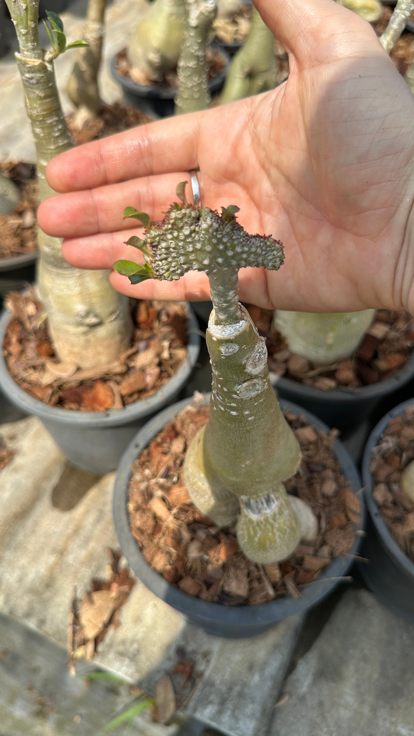 Видео с фермы адениумов в Таиланде