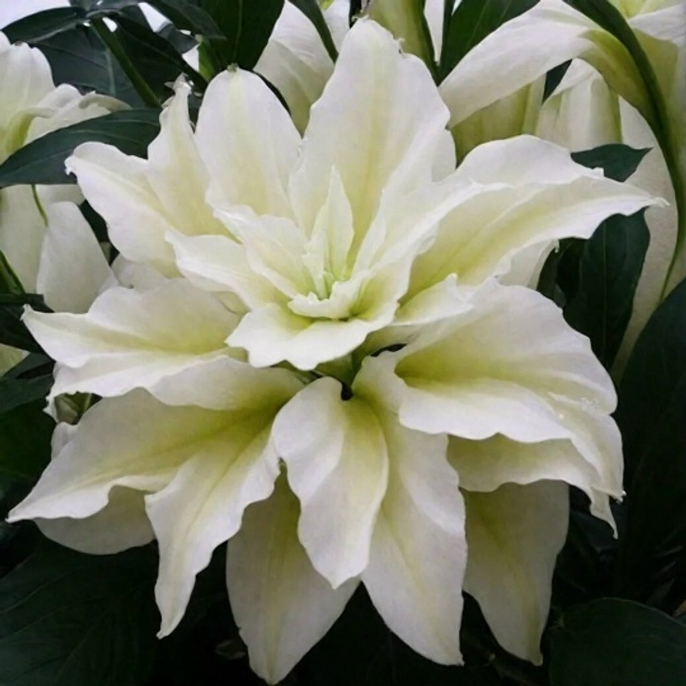 Лилия Roseliliy Alsha (Розовидный гибрид)