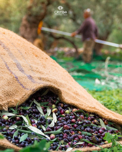 Оливковое масло Critida Morеsca Bio Supеrrior Catеgory, ст, 0,5 л, Греция